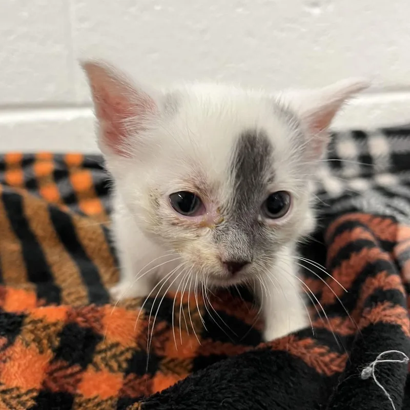 A baby small-sized male White Domestic Short Hair cat named Loki for adoption in Spruce Pine, NC