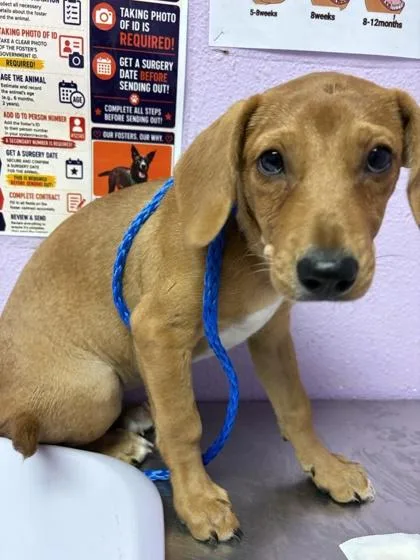 A baby small-sized female Yellow / Tan / Blond / Fawn Mixed Breed dog named 61586335 for adoption in El Paso, TX