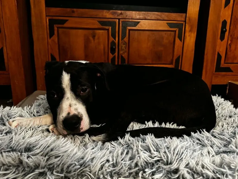 A baby large-sized male Pit Bull Terrier dog named Bruno for adoption in Bristol, WI