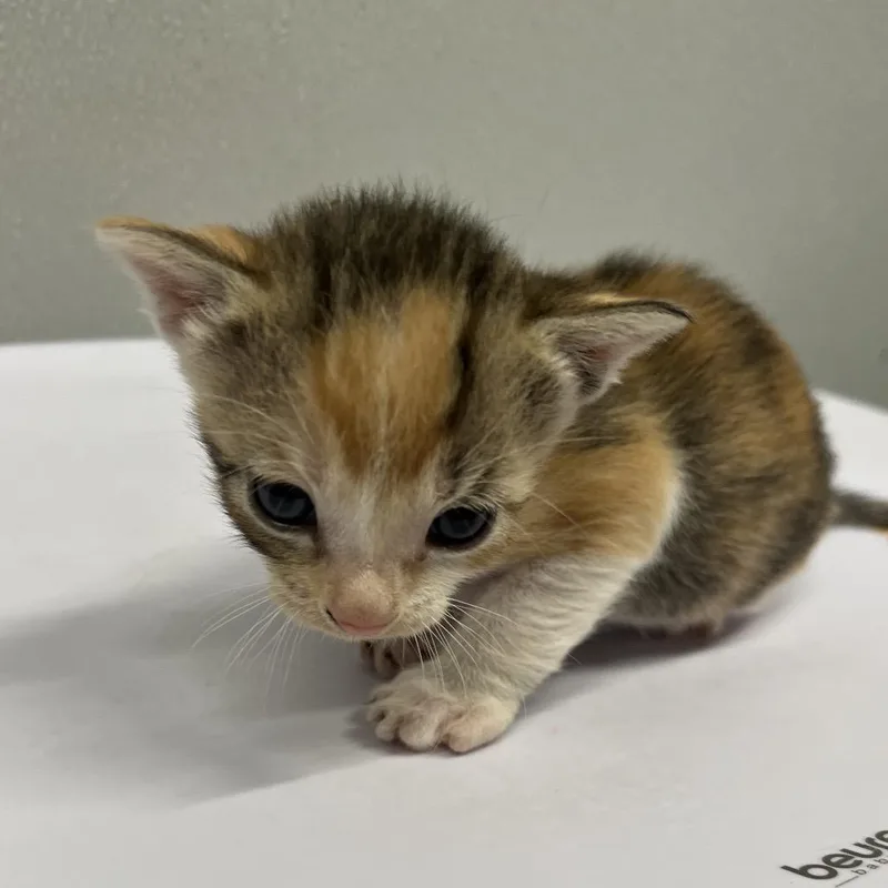 A baby small-sized female White Domestic Short Hair cat named Siren for adoption in Tampa, FL