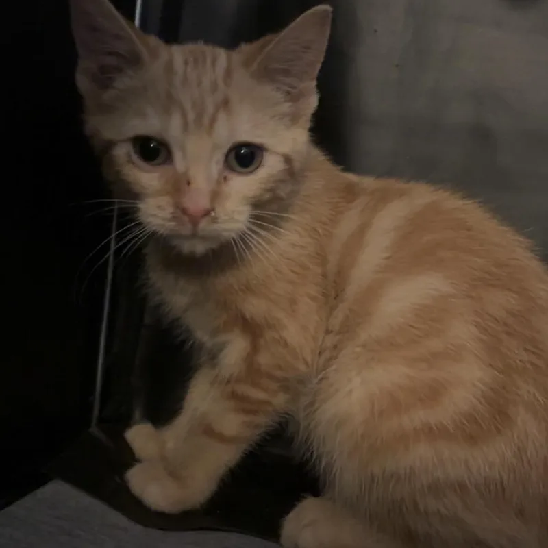 A baby small-sized female Orange / Red Domestic Short Hair cat named Krissy for adoption in Edwards, IL