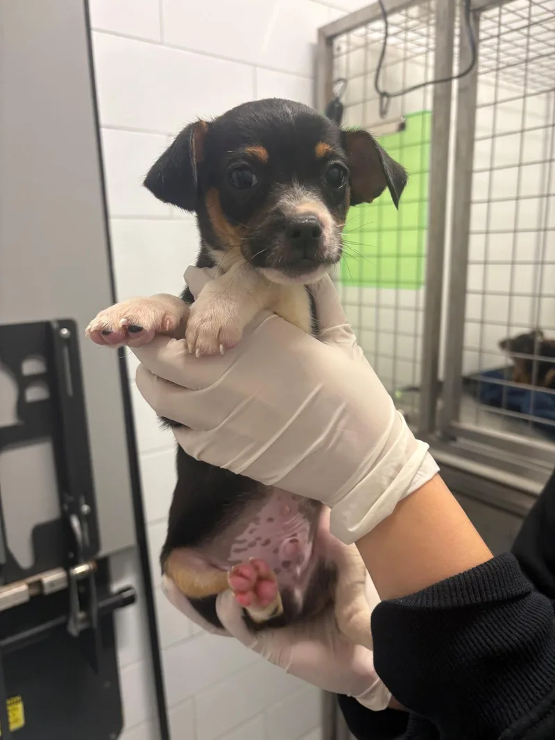 A baby small-sized male Dachshund dog named Kraken for adoption in Austin, TX
