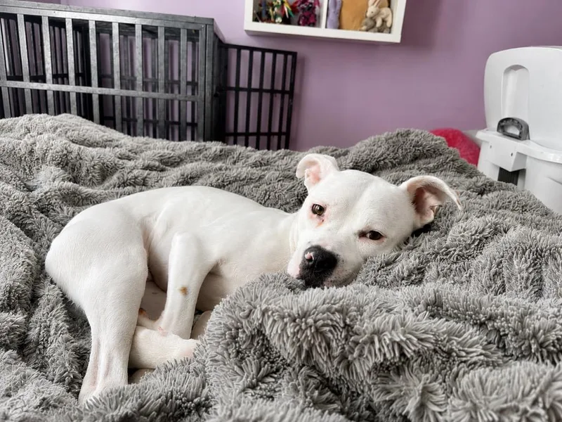 A young medium-sized female Boxer dog named Stormy Skies for adoption in Princeton, MA
