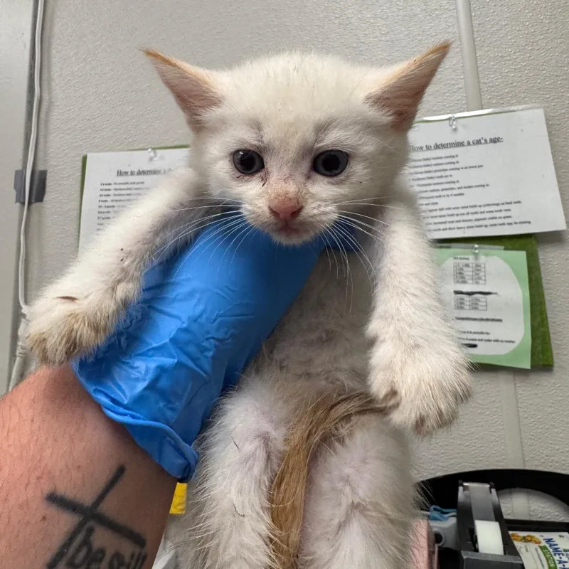 Snowball