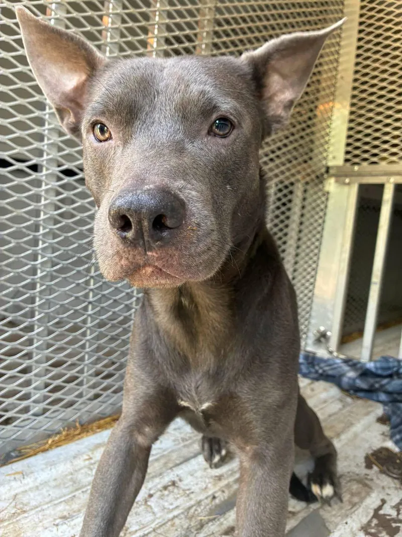 A young medium-sized male Gray / Blue / Silver American Staffordshire Terrier dog named Rocky for adoption in Caro, MI