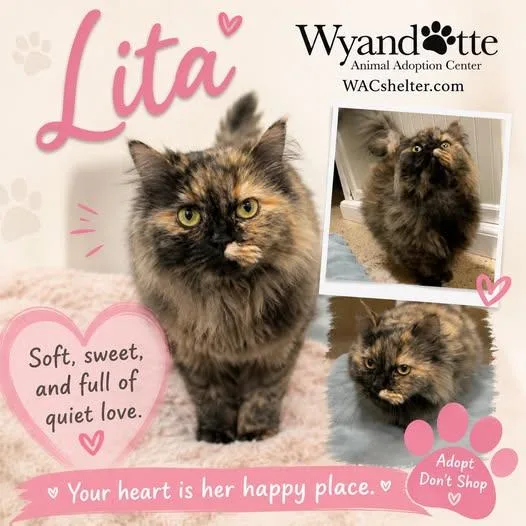 An adult medium-sized female Tortoiseshell Munchkin cat named Lita for adoption in Wyandotte, MI
