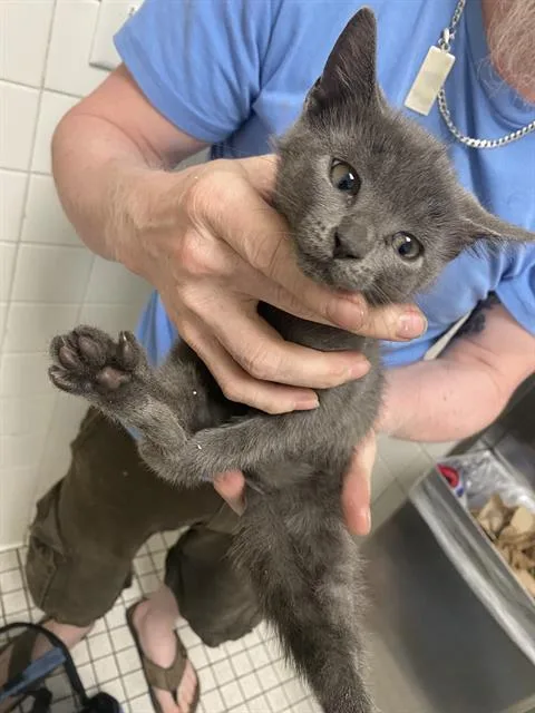 A baby medium-sized male Domestic Short Hair cat named Leveling for adoption in Dallas, TX