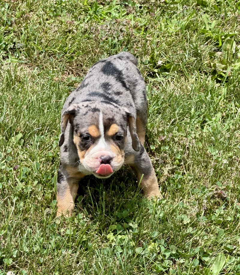 A baby medium-sized male Harlequin Bulldog dog named Watson for adoption in North Freedom, WI