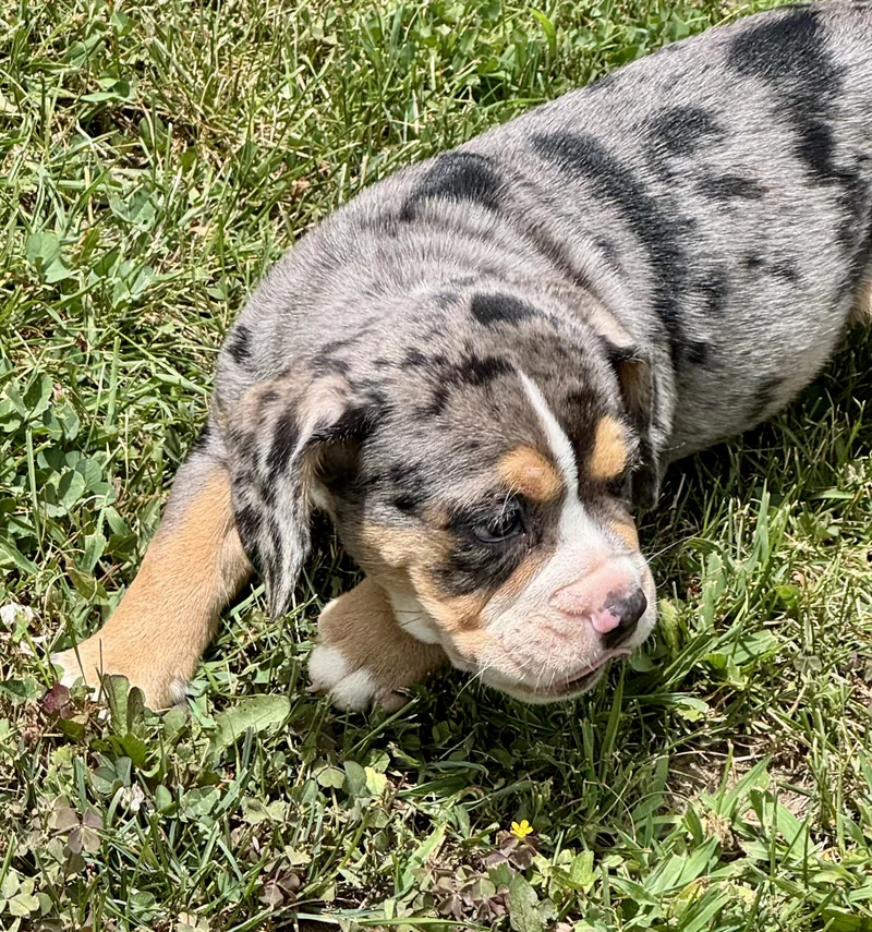 Watson thumbnail 4