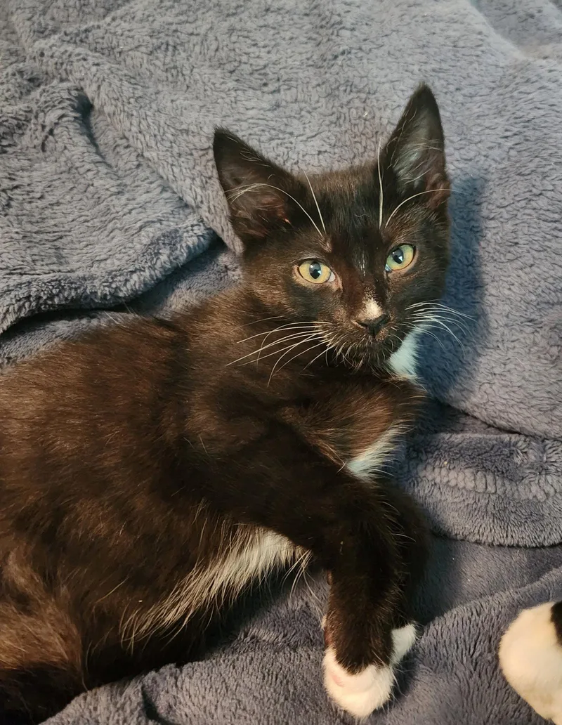 A baby medium-sized male Black & White / Tuxedo Domestic Short Hair cat named Al for adoption in Wheaton, IL