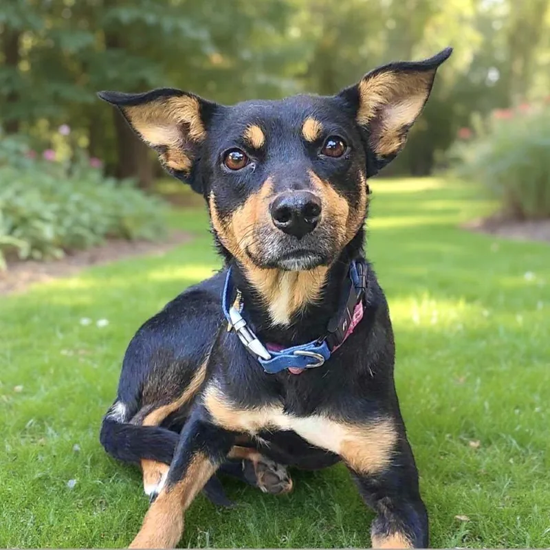 Mulberry thumbnail 2