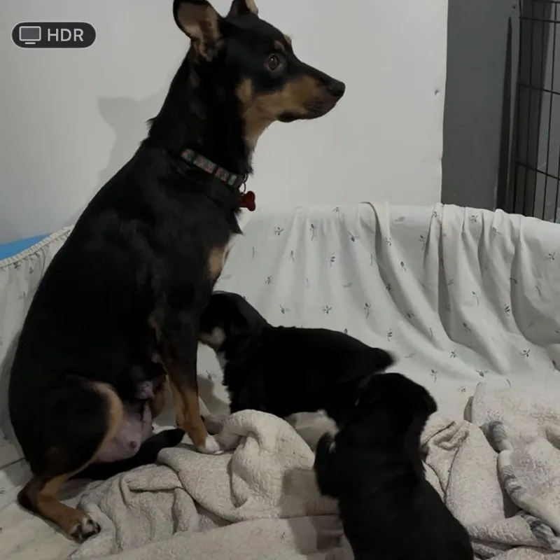 Mulberry thumbnail 3