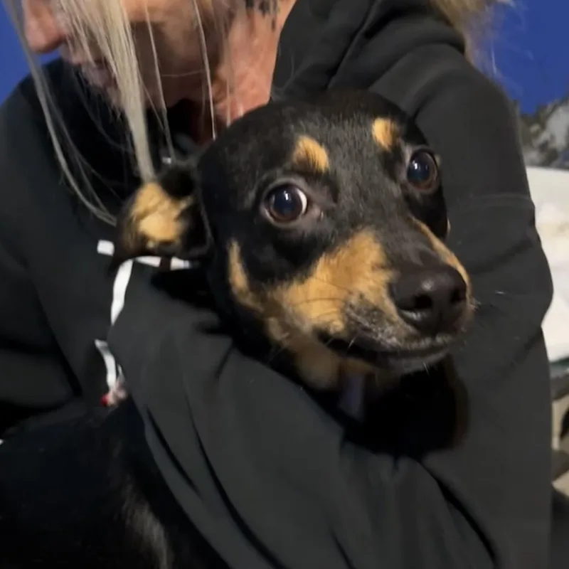 Mulberry thumbnail 4