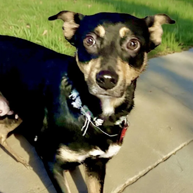 Mulberry thumbnail 5