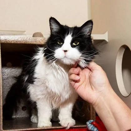 An adult medium-sized male Domestic Medium Hair cat named Pepper for adoption in Longmont, CO