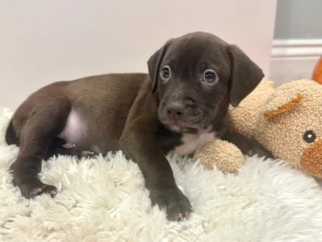 A baby medium-sized male Black Plott Hound dog named Draco Starstruck for adoption in Andover, MA