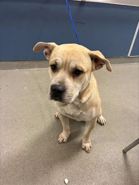 A young large-sized male Terrier dog named Casper for adoption in Miami, FL