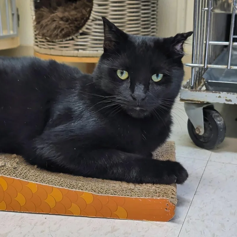 An adult medium-sized male Black Domestic Short Hair cat named Weight for adoption in West Jefferson, OH