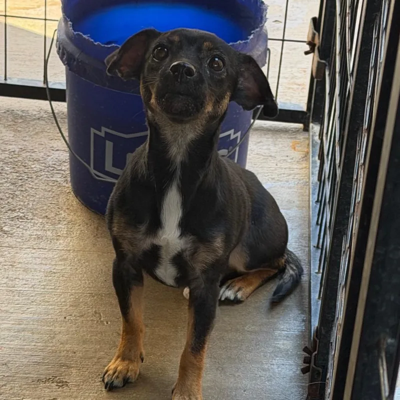 A young small-sized female Black Chihuahua dog named Cricket for adoption in Lake Jackson, TX