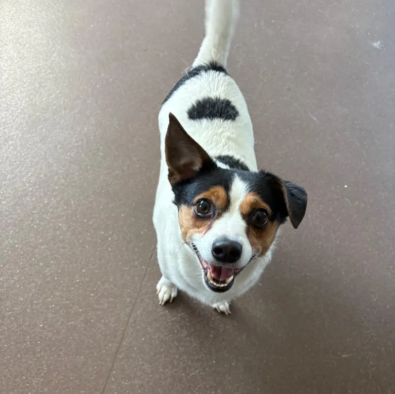 An adult small-sized male Jack Russell Terrier dog named Clark for adoption in Port Jervis, NY