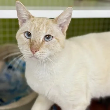 A young medium-sized male Domestic Short Hair cat named Lightning for adoption in Red Bluff, CA