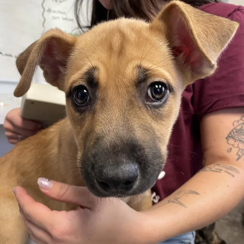 A baby small-sized male Yellow / Tan / Blond / Fawn Shepherd dog named Jimmy Buffet for adoption in Austin, TX