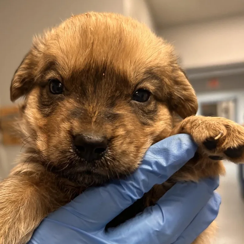 A baby small-sized male Mixed Breed dog named Sunkiss for adoption in Greenville, SC