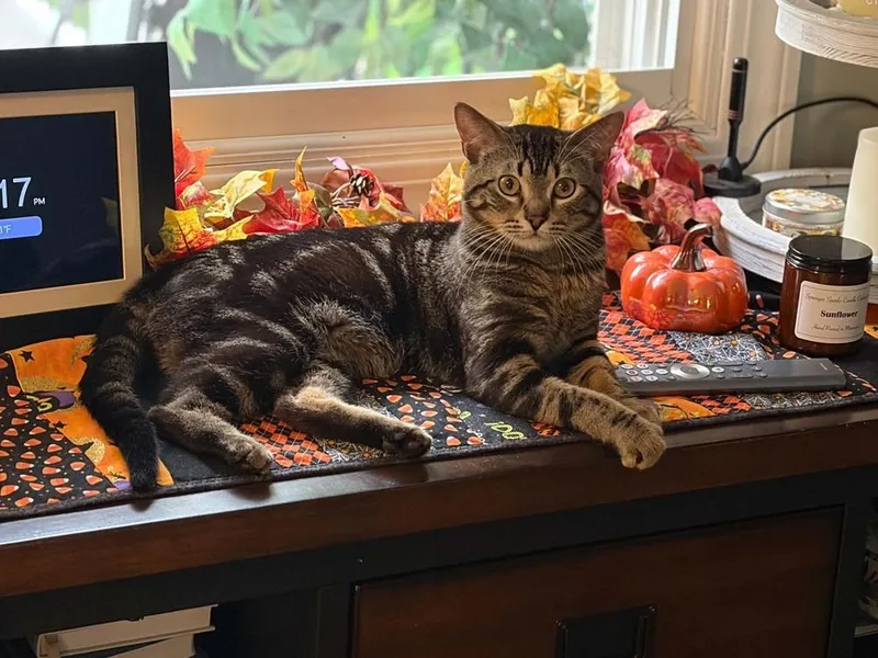 An adult small-sized male Domestic Short Hair cat named Mead for adoption in Plymouth, MN