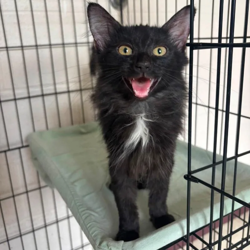 A baby small-sized female Black Domestic Medium Hair cat named Starlight for adoption in Waynesboro, PA