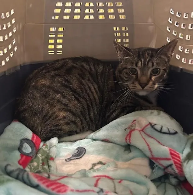 An adult large-sized female Domestic Short Hair cat named Linx for adoption in Baldwin Park, CA