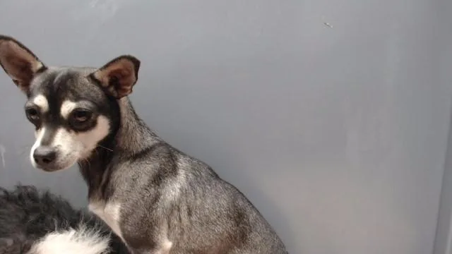 A young medium-sized female Terrier dog named A for adoption in Downey, CA