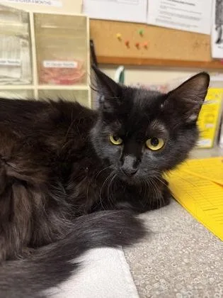 A young medium-sized female Domestic Medium Hair cat named Sapphire for adoption in Bellingham, WA
