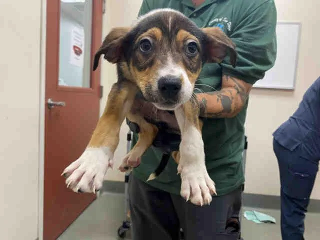 A baby medium-sized male Hound dog named Gandalf for adoption in Bonita, CA