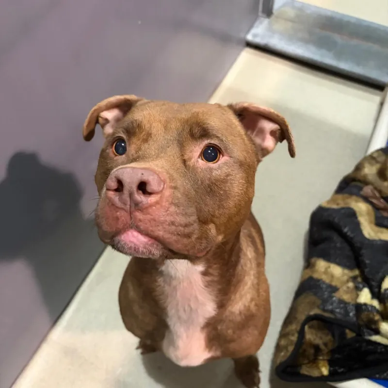 A senior medium-sized female Brown / Chocolate Mixed Breed dog named Lila for adoption in Fredericksburg, VA