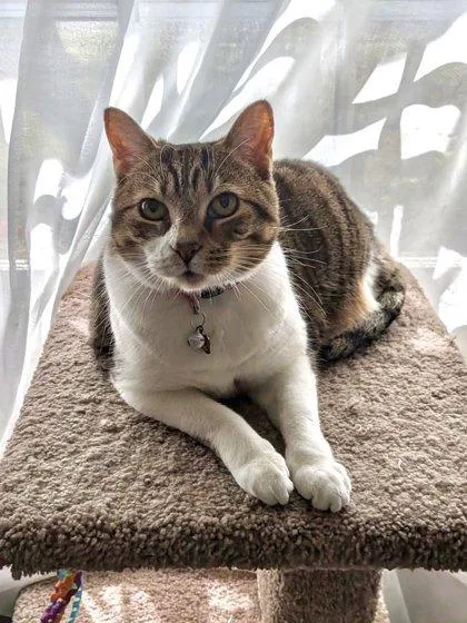 An adult medium-sized female Domestic Short Hair cat named Emerson for adoption in Memphis, TN