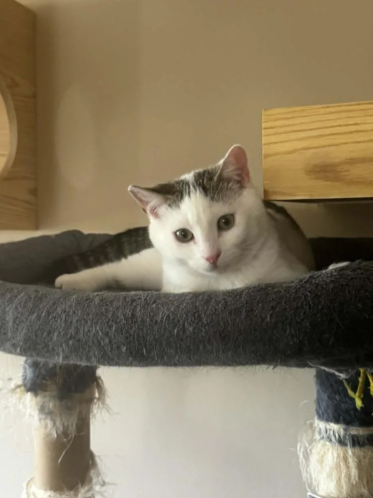 A baby small-sized male Black & White / Tuxedo Domestic Short Hair cat named Lightning Mcqueen for adoption in WARNER ROBINS, GA