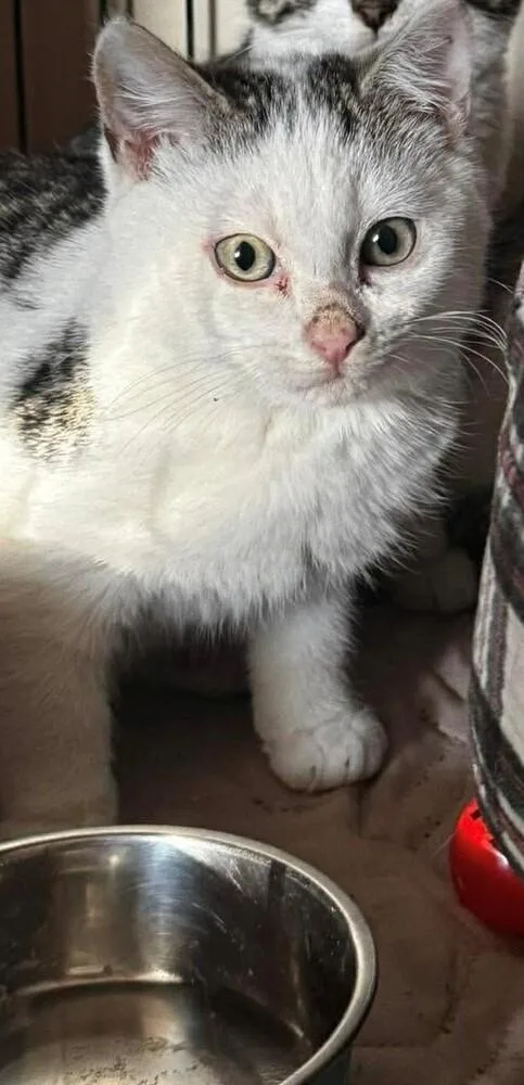 Lightning Mcqueen thumbnail 3