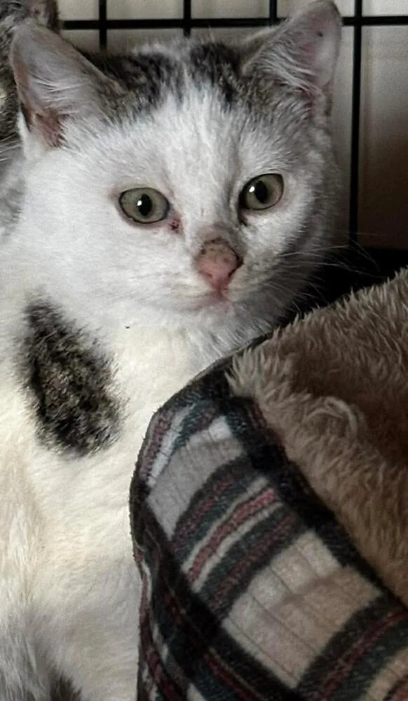 Lightning Mcqueen thumbnail 6