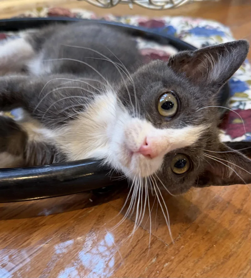 A baby medium-sized male Gray & White Domestic Short Hair cat named Space Gangster for adoption in Trenton, NJ