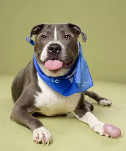 An adult large-sized male Pit Bull Terrier dog named Smokey for adoption in Atlanta, GA