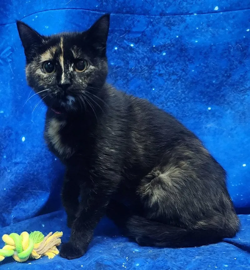 Roulette thumbnail 2