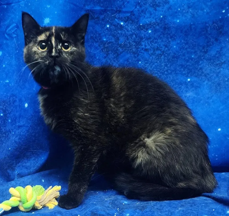 Roulette thumbnail 3