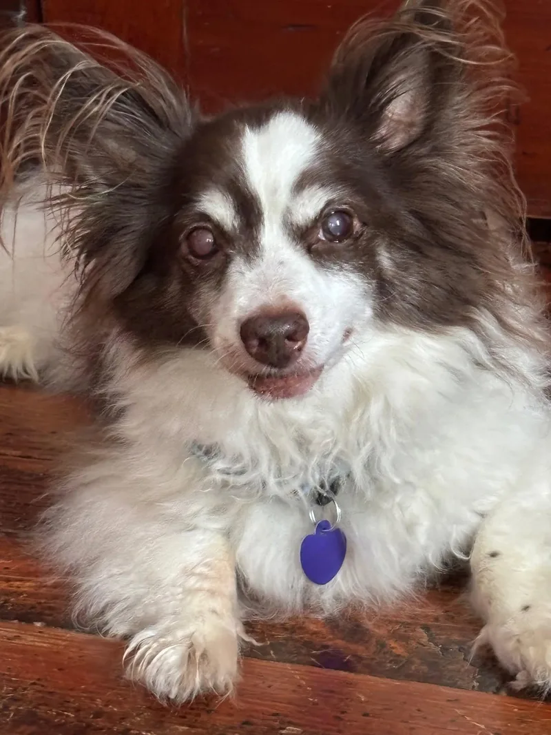 A senior small-sized male Brown / Chocolate Papillon dog named Teddy for adoption in Rockville, MD