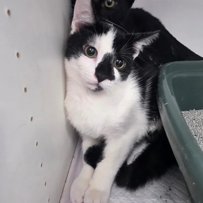 A baby small-sized female White Domestic Short Hair cat named Tiffany for adoption in Duncan, OK