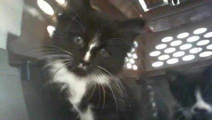 A baby small-sized female Domestic Medium Hair cat named Sprite for adoption in Charlotte, NC