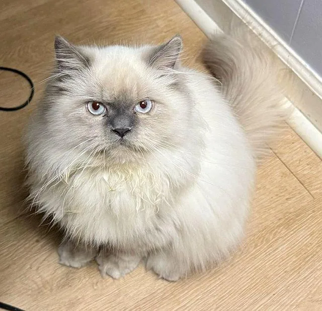 A young large-sized male Himalayan cat named Kaleb for adoption in Powder Springs, GA