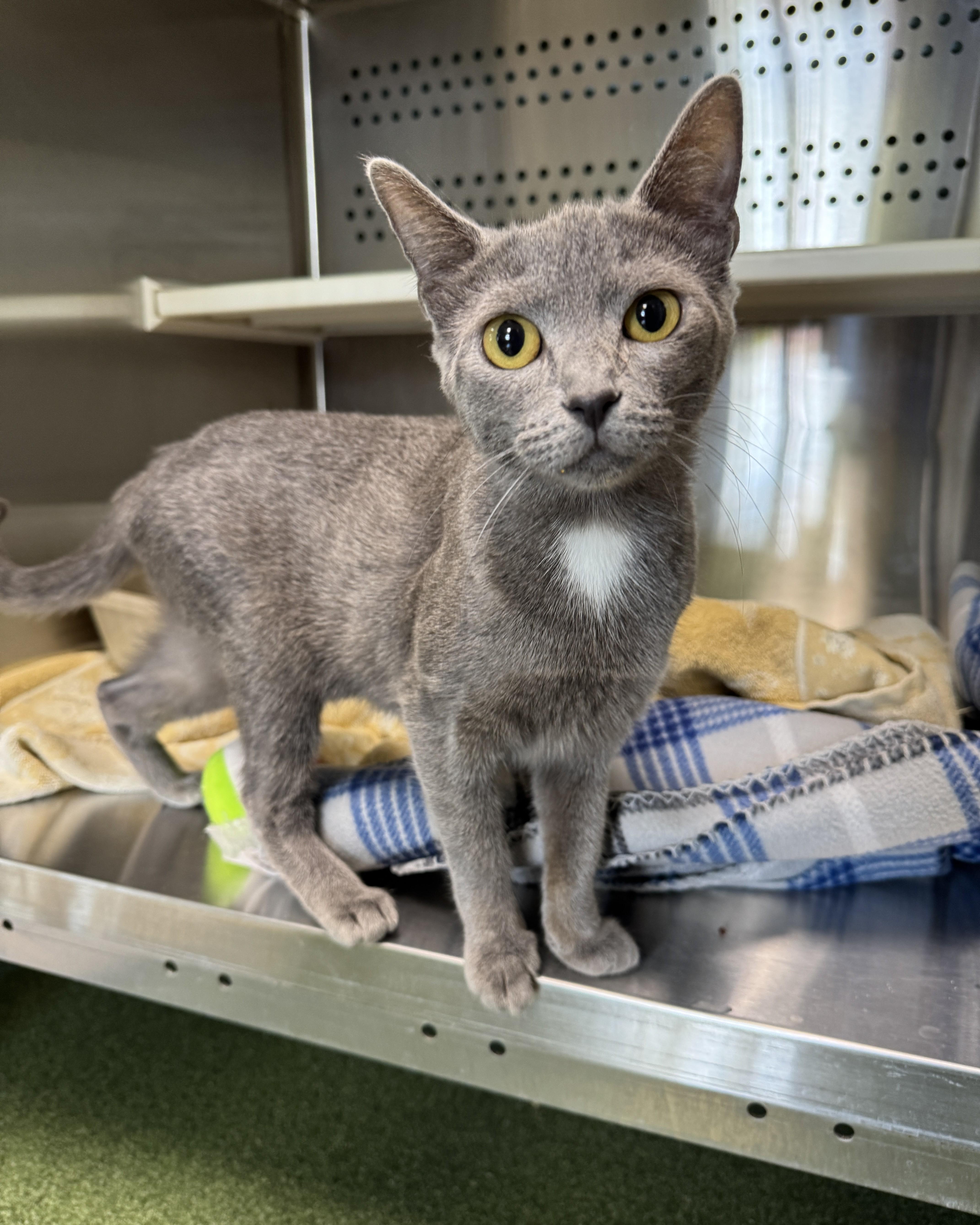 A young medium-sized female Gray & White Domestic Short Hair cat named Elmira & Juniper for adoption in Seneca, PA