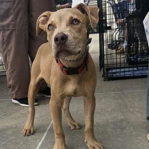 A baby small-sized male Yellow / Tan / Blond / Fawn American Staffordshire Terrier dog named Bruce for adoption in Kirksville, MO
