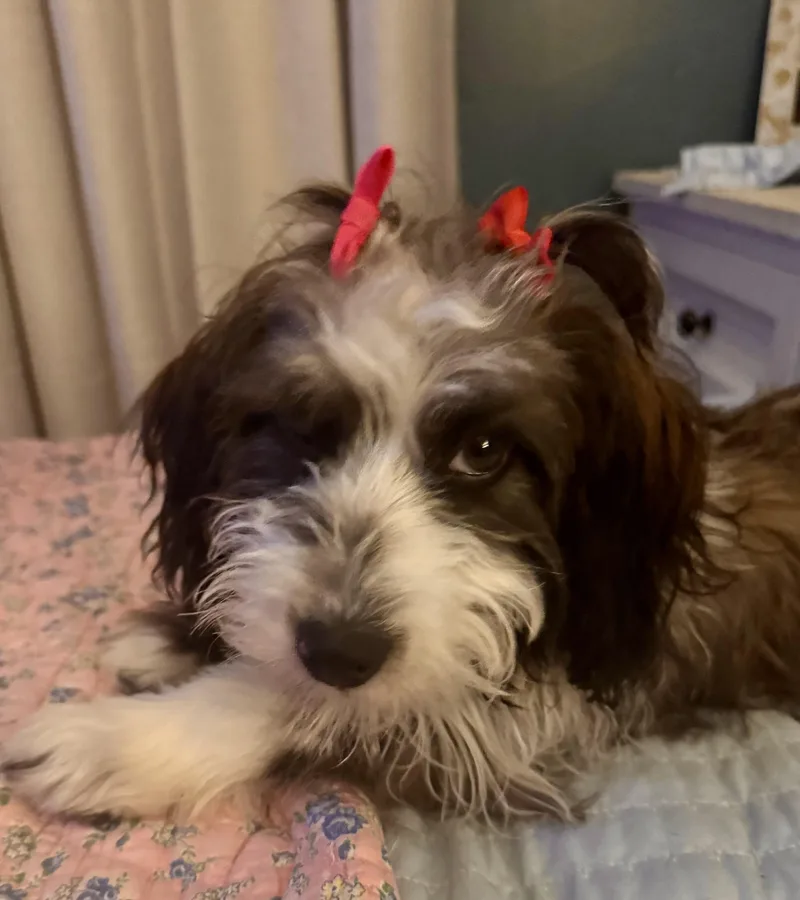A young small-sized female Aussiedoodle dog named Pippa for adoption in Cordova, TN