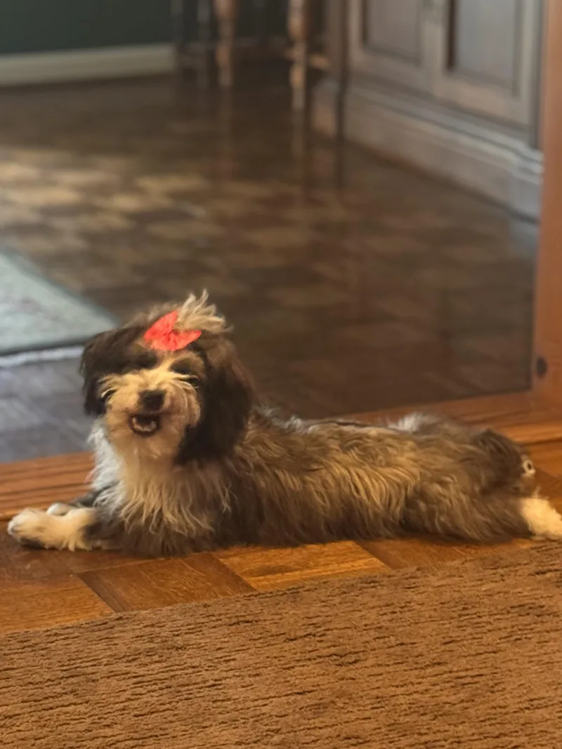 Pippa thumbnail 4